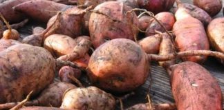 Imagen de raíces y tubérculos, producción que aumenta en Nicaragua