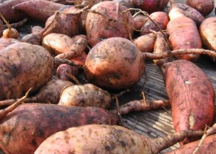 Imagen de raíces y tubérculos, producción que aumenta en Nicaragua