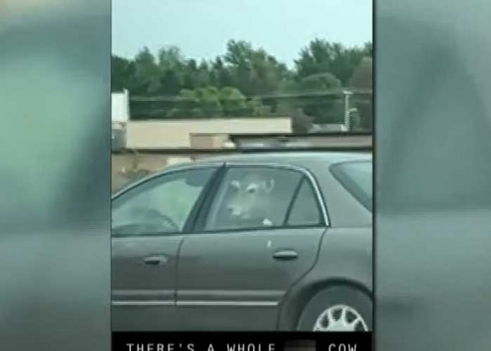 Hombre visita un restaurante junto a una vaca