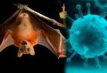 Virus Nipah, cuyo brote se detectó en la India 12 personas se infectaron con el virus Nipah en la India.