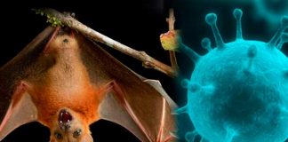 12 personas se infectaron con el virus Nipah en la India.