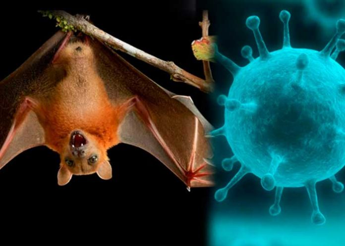 12 personas se infectaron con el virus Nipah en la India.