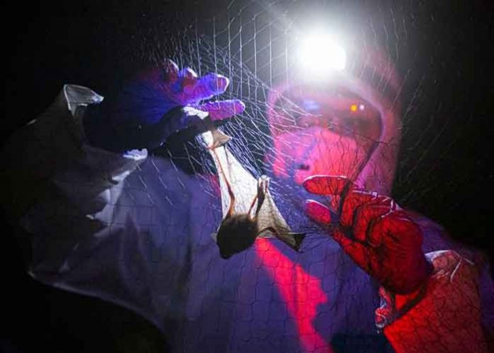 Científicos descubren un virus muy similar al del Covid-19 en murciélagos