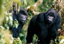Gorilas sorprenden a visitantes con increíble encuentro amoroso (Video) ¡Peculiar sorpresa! Gorilas sorprenden a visitantes teniendo amoroso encuentro