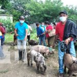 Entregan cerdas para fortalecer la producción porcina en Tipitapa Entregan cerdas para fortalecer la producción porcina en Tipitapa