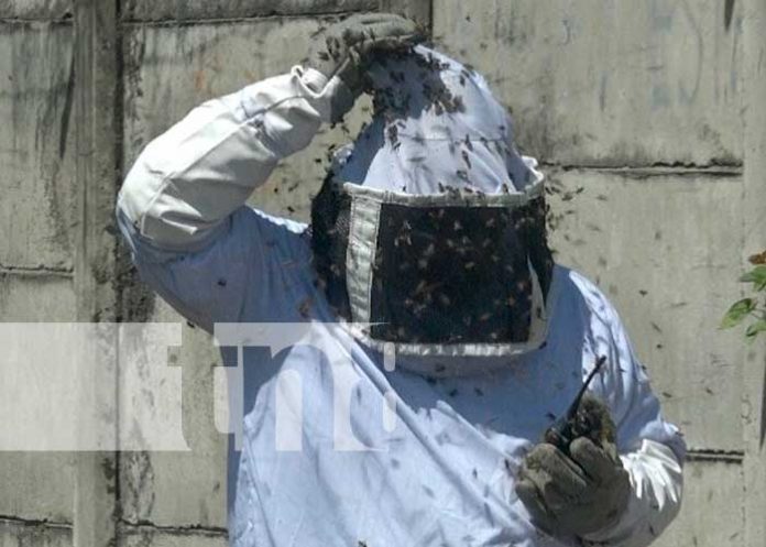 Bomberos trabajaron varias horas exterminado un enjambre de abejas en Managua