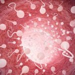 Científicos crean espermatozoides funcionales a partir de células madre