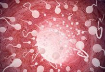 Científicos crean espermatozoides funcionales a partir de células madre Científicos crean espermatozoides funcionales a partir de células madre