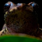 Descubren nueva especie de rana en la ciudad ecuatoriana de Loja