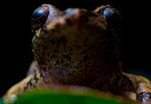 Descubren nueva especie de rana en la ciudad ecuatoriana de Loja Descubren nueva especie de rana en la ciudad ecuatoriana de Loja