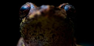Descubren nueva especie de rana en la ciudad ecuatoriana de Loja