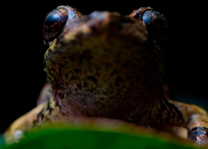Descubren nueva especie de rana en la ciudad ecuatoriana de Loja