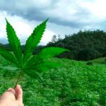 Opiniones cruzadas en Panamá por aprobación del uso medicinal de la marihuana Opiniones cruzadas en Panamá por aprobación del uso medicinal de la marihuana.