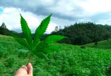 Opiniones cruzadas en Panamá por aprobación del uso medicinal de la marihuana Opiniones cruzadas en Panamá por aprobación del uso medicinal de la marihuana.