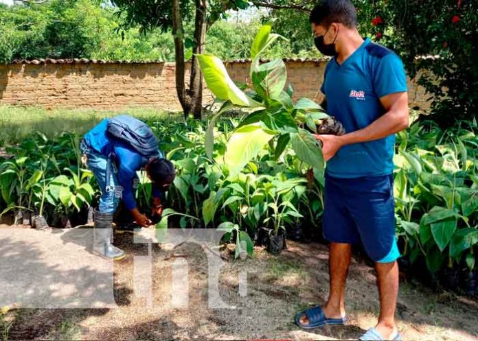 2 Entrega de in vitro de plátanos a productores de Ciudad Antigua
