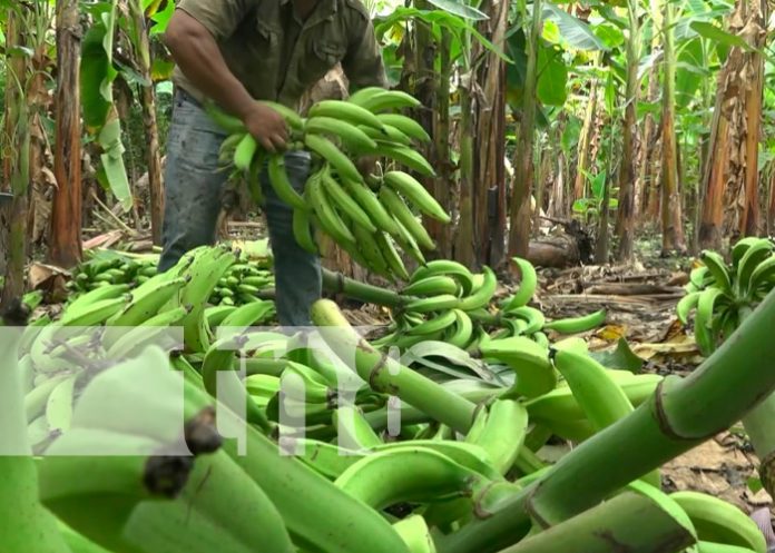 Cosecha de plátano comienza a salir en la Isla de Ometepe