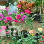 Vivero Isabela, la opción de compras que tienen las familias en el parque de ferias Vivero Isabela, la opción de compras que tienen las familias en el parque de ferias