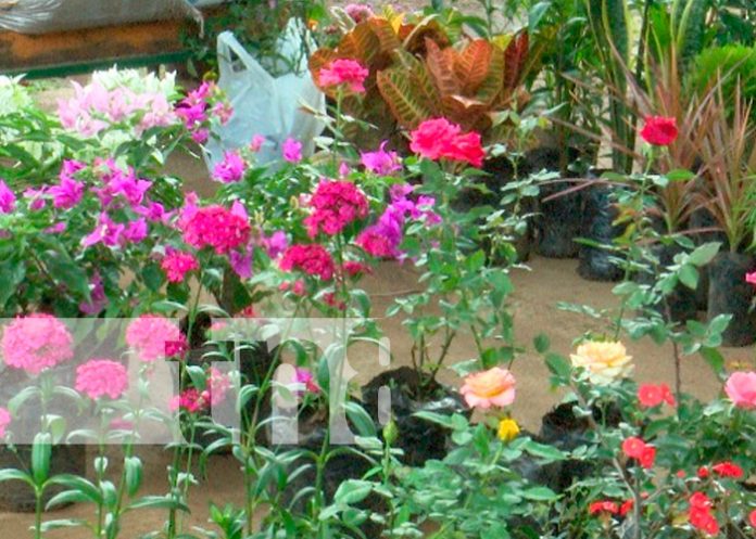 Vivero Isabela, la opción de compras que tienen las familias en el parque de ferias