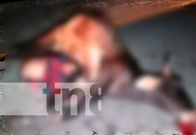 Motociclista perdió la vida tras impactar contra un semoviente nicaragua, managua, accidente,