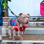 Amor a los animales: Expoferia de la mascota todo un éxito nicaragua, managua, feria,