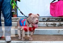 Amor a los animales: Expoferia de la mascota todo un éxito nicaragua, managua, feria,