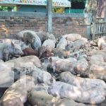 Entregan cerdas para fortalecer la producción porcina en Tipitapa