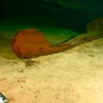 Hallan canoa maya prehispánica en el sur de México