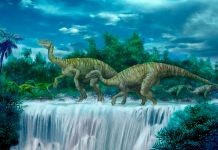 Paleontólogos descubren nueva especie de dinosaurio vegetariano en Australia Paleontólogos descubren nueva especie de dinosaurio vegetariano en Australia
