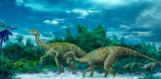 Paleontólogos descubren nueva especie de dinosaurio vegetariano en Australia