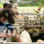 Mejoramiento genético Ovino y Caprino
