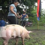 Emprendedoras reciben bonos de cerdas en la Isla de Ometepe Recibimiento de Bonos de cerdas porcinas para mejorar la producción