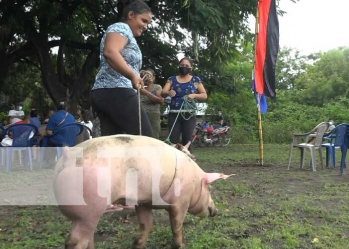 Recibimiento de Bonos de cerdas porcinas para mejorar la producción