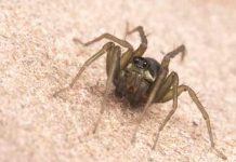 Una nueva especie de araña cazadora es descubierta en Ecuador