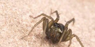 Una nueva especie de araña cazadora es descubierta en Ecuador