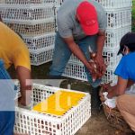 MEFCCA capitaliza a 30 productores con bonos de aves en Granada Entregan bonos de aves en Granada
