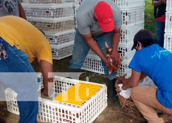 aves-003 Entregan bonos de aves en Granada