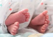 Pitbull mata a gemelas de mujer tras luchar 9 años para tener hijos Pitbull mata a gemelas de mujer tras luchar 9 años para tener hijos