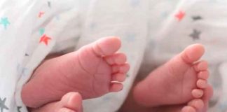 Pitbull mata a gemelas de mujer tras luchar 9 años para tener hijos