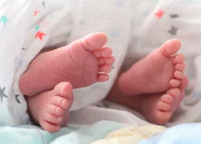 Pitbull mata a gemelas de mujer tras luchar 9 años para tener hijos