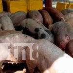 INTA entrega 45 bonos de cerdo a igual número de familias en Nandaime INTA hace entrega de 45 cerdos para las familias emprendedoras de Nandaime