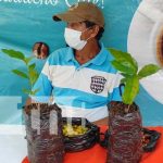 Promueven cultivo y comercialización del café en Siuna Promueven cultivo y comercialización del café en Siuna