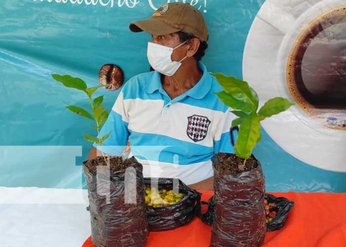 Promueven cultivo y comercialización del café en Siuna