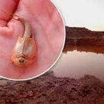 Hallan extraños camarones de tres ojos en Arizona