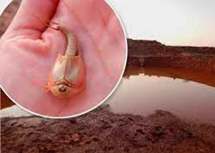 Hallan extraños camarones de tres ojos en Arizona