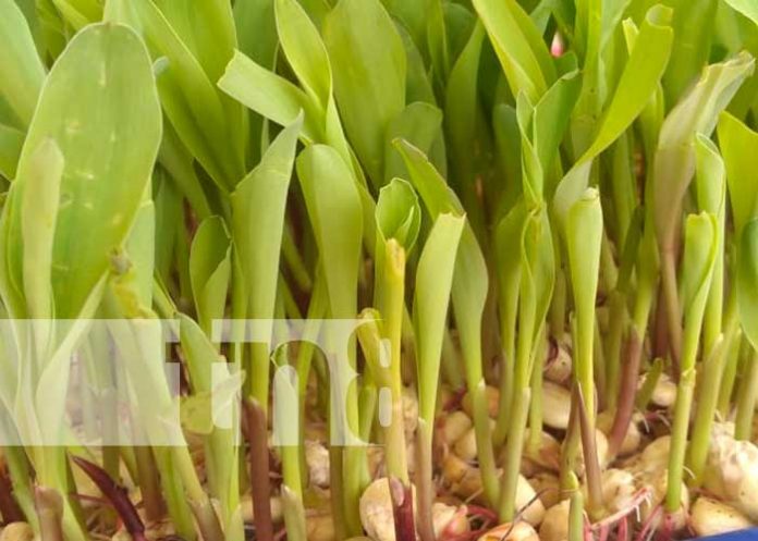 Alcaldía de Boaco realiza expo ciencia con alumnos de secundaria