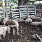 Bonos de Cerdas para mujeres del campo en León Bono de cerdas fertiles para mayor producción