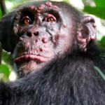 Confirman casos de lepra en chimpancés salvajes de África