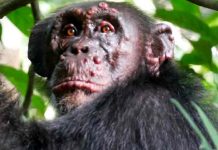 Confirman casos de lepra en chimpancés salvajes de África Confirman casos de lepra en chimpancés salvajes de África
