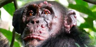 Confirman casos de lepra en chimpancés salvajes de África