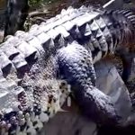 Pobladores capturan a cocodrilo en San Diego, Managua (VIDEO) Cuerpo de cocodrilo que fue cazado en San Diego, Managua